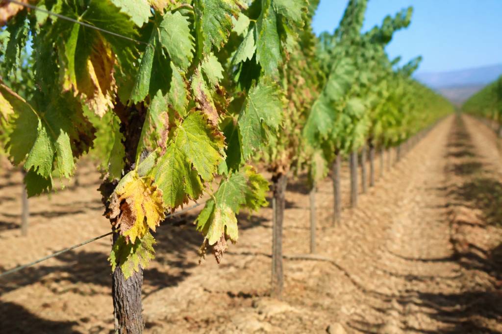 La viticulture face au stress hydrique et aux épisodes de chaleur : adapter les pratiques au changement climatique