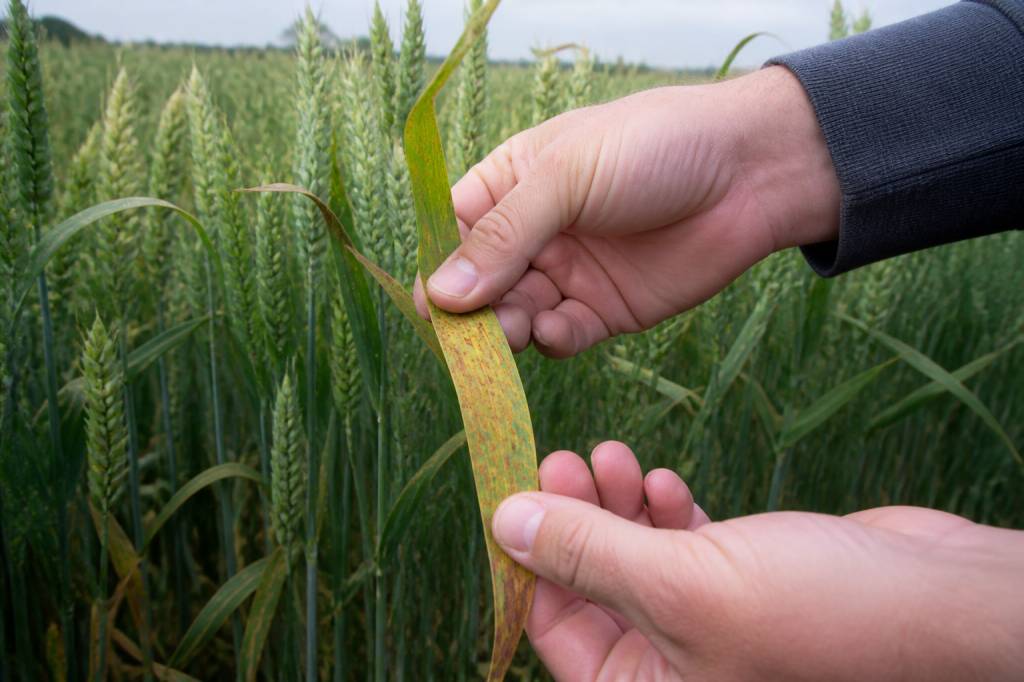 Les maladies émergentes des céréales : identifier, prévenir et soigner face aux nouveaux défis phytosanitaires