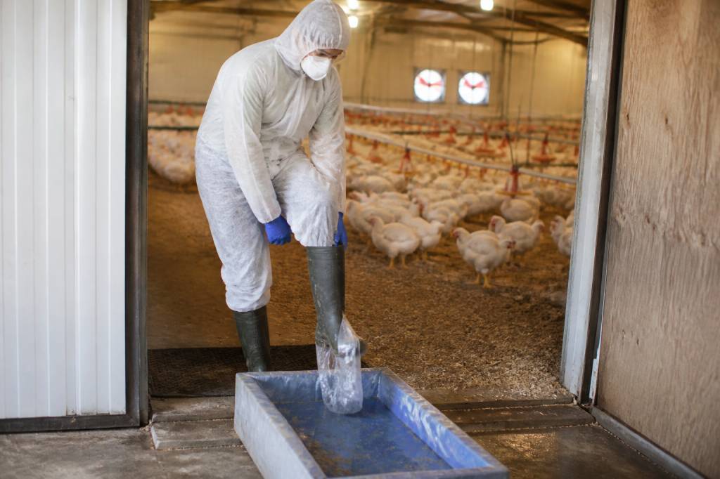 Prévenir les maladies en volaille avec une biosécurité renforcée pour sécuriser les élevages