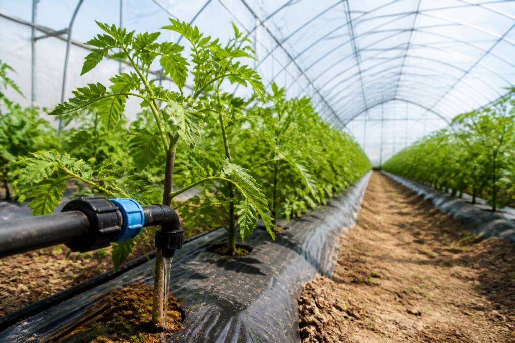 Maraîchage sous serre : solutions pour économiser l’eau et optimiser l’irrigation