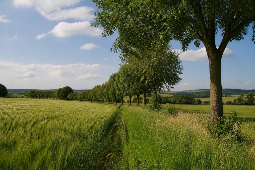 L’apport des arbres dans la résilience des systèmes agricoles face aux aléas climatiques