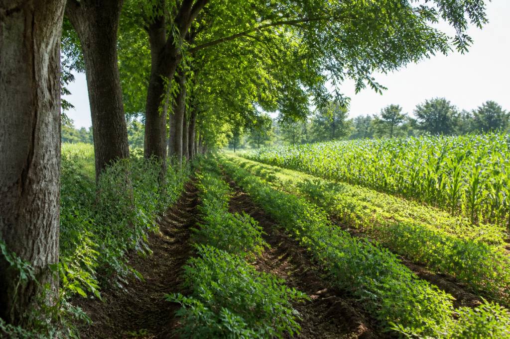 Comment l’agroforesterie protège les sols et améliore les rendements en agriculture durable