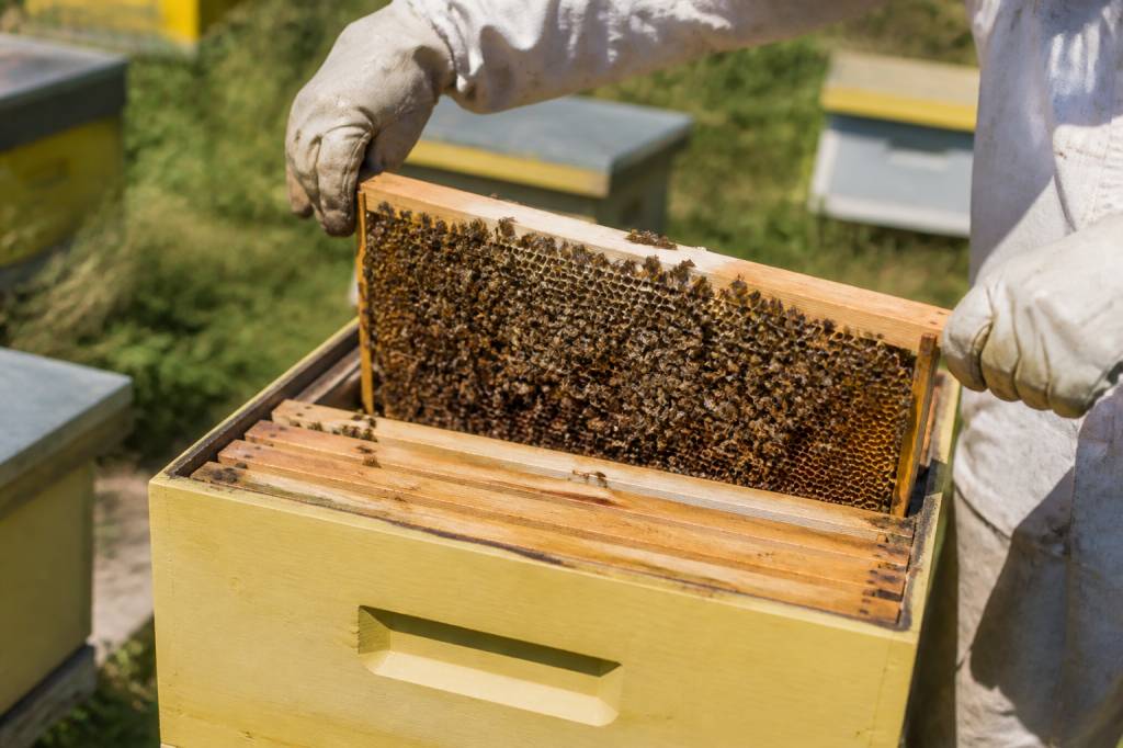 Les leviers pour améliorer la santé des abeilles au printemps et soutenir le développement des colonies
