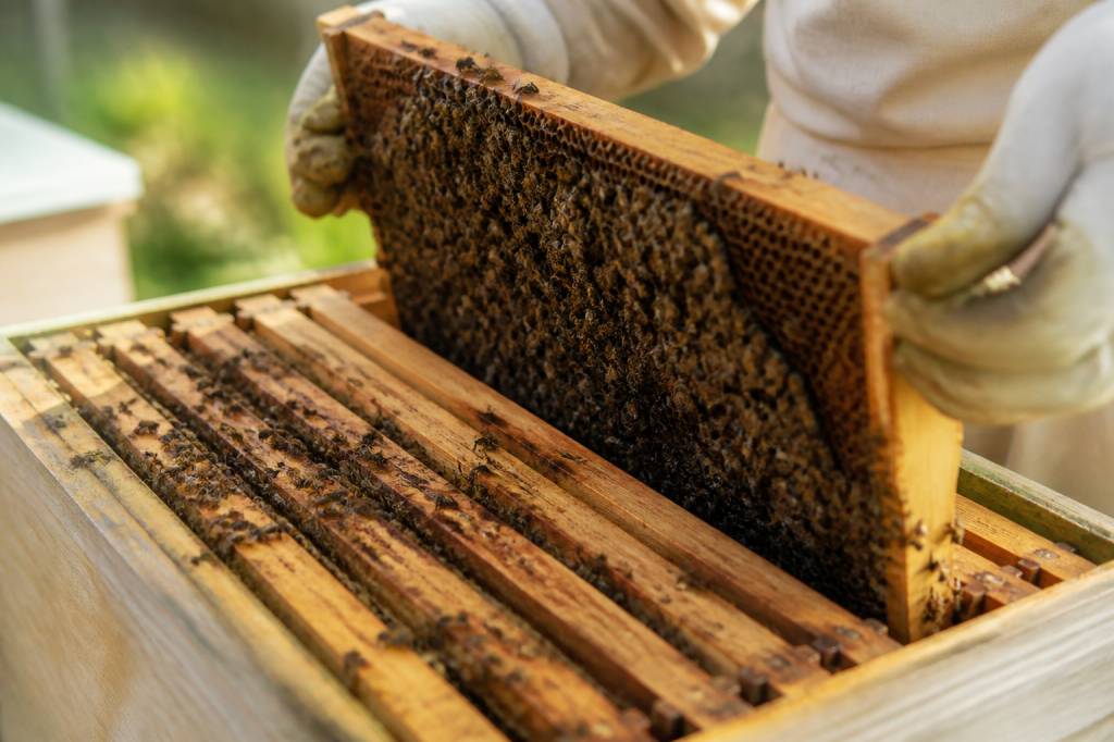 L’apiculture face aux défis sanitaires et climatiques : comprendre les enjeux pour les ruches