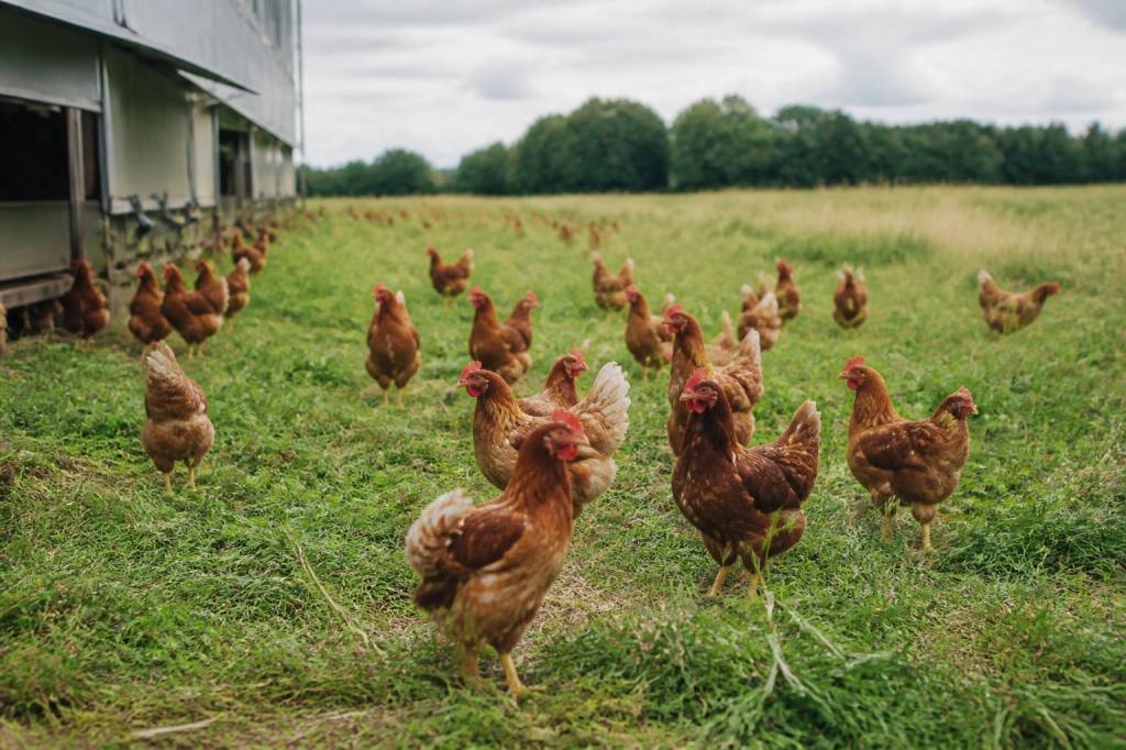 Volaille plein air : les clés pour limiter la pression sanitaire et préserver les lots