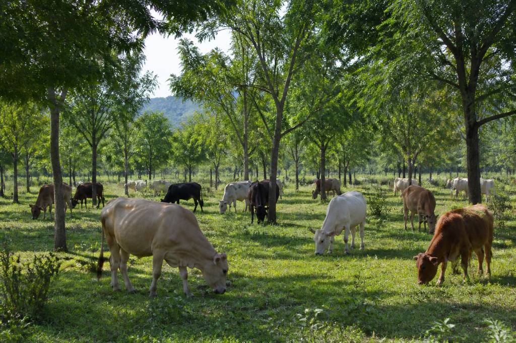Les bénéfices de l&rsquo;agroforesterie pour l&rsquo;élevage durable : cas pratiques et solutions innovantes