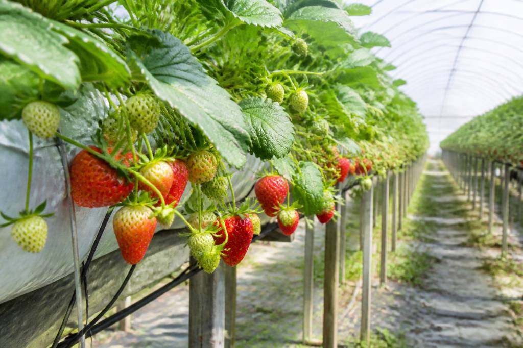 Fruits rouges : quelles techniques pour prolonger la récolte et améliorer la qualité des fruits